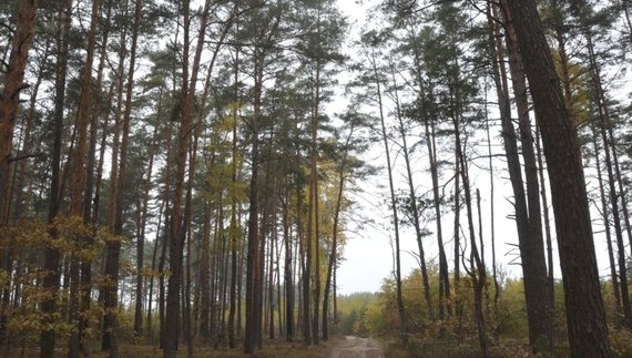 На Чернігівщині суд повернув державі 300 га лісу