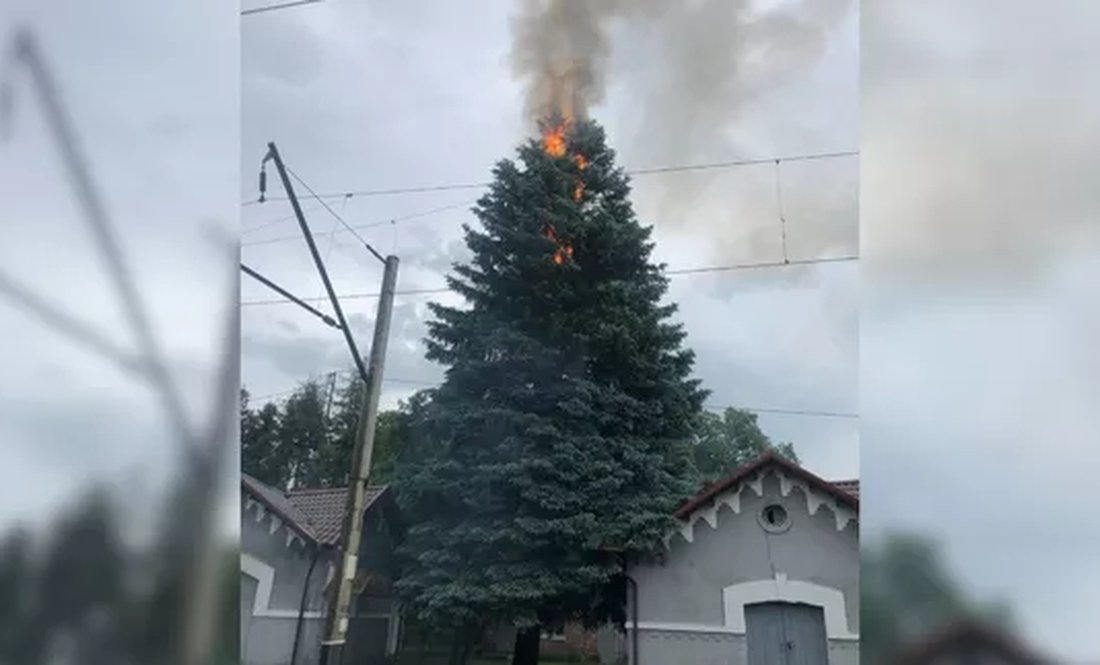 Блискавка вдарила в 20-метрову блакитну ялинку