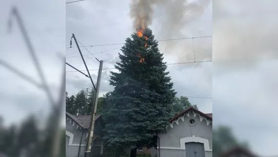 Блискавка вдарила в 20-метрову блакитну ялинку