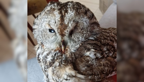 Чернігівська зооволонтерка рятує сов: вже третя за сезон