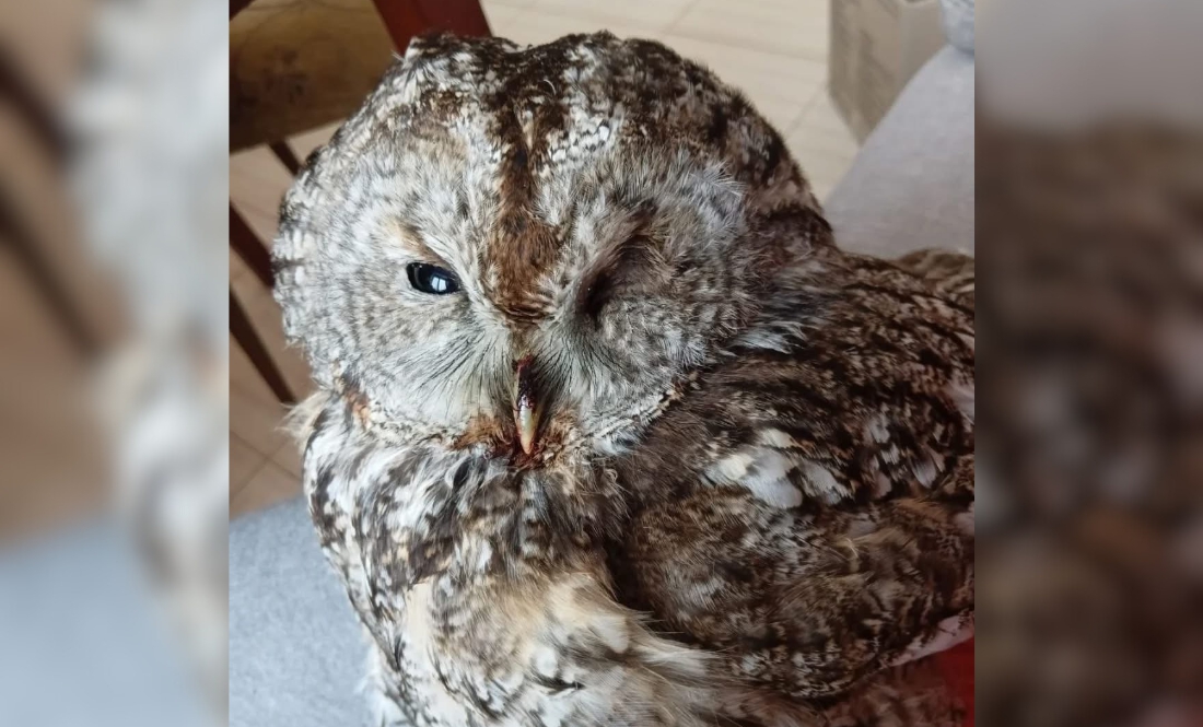 Чернігівська зооволонтерка рятує сов: вже третя за сезон
