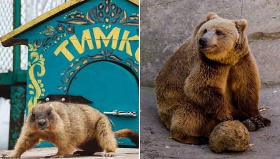 Яку погоду напророкували харківський бабак і менська ведмедиця