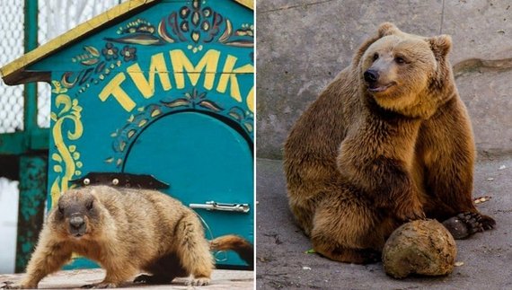 Яку погоду напророкували харківський бабак і менська ведмедиця