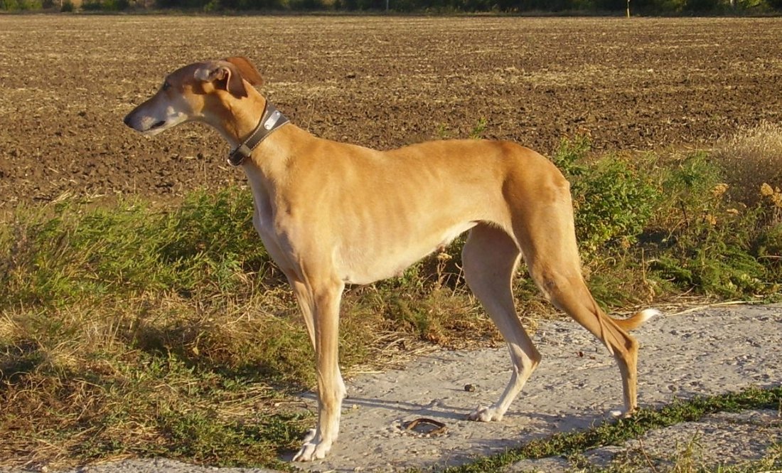 Собаки нападали на людей: у громаді оштрафували власника