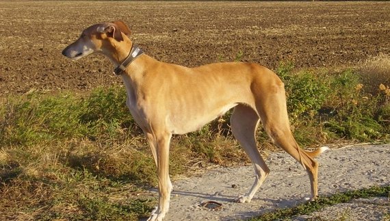 Собаки нападали на людей: у громаді оштрафували власника