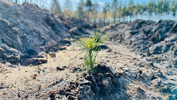 Скільки нових дерев з‘явиться у чернігівських лісах у 2023?