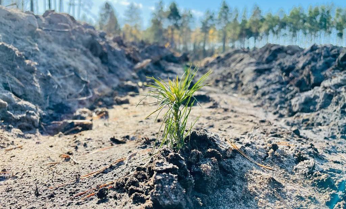 Скільки нових дерев з‘явиться у чернігівських лісах у 2023?