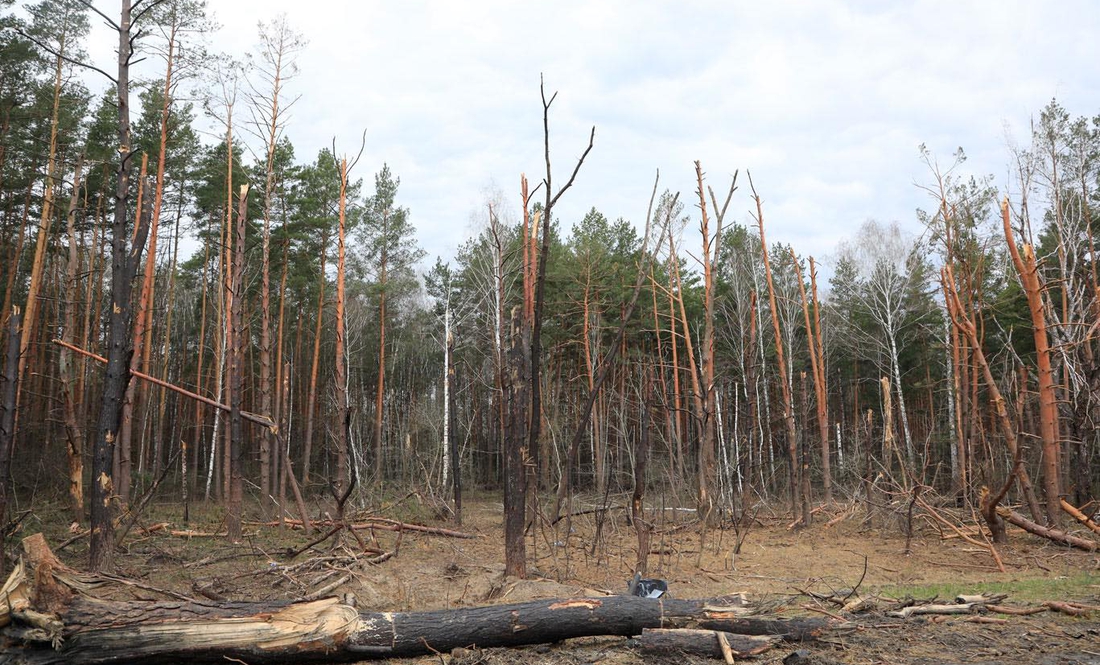«Ми точно втратили на десятки мільйонів доларів» - головний лісівник Чернігівщини про стан лісозаготівельної галузі внаслідок війни