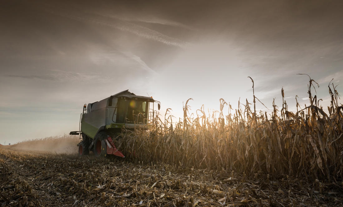 Чернігівські аграрії з 1 листопада збирають кукурудзу