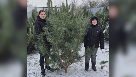 Донатили по 20–100 грн: на Чернігівщині підприємець роздав 400 сосен