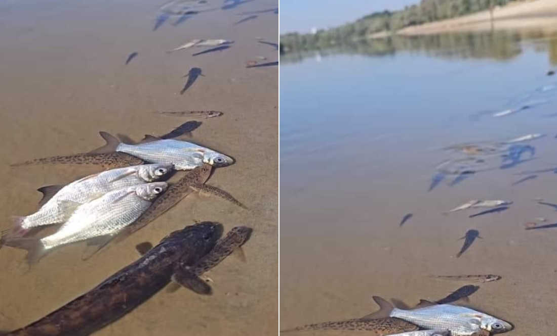 Забруднена вода з Десни досягне Києва у середині вересня. А поки забруднення досягло Шестовиці