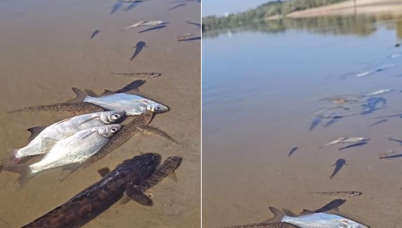 Забруднена вода з Десни досягне Києва у середині вересня. А поки забруднення досягло Шестовиці