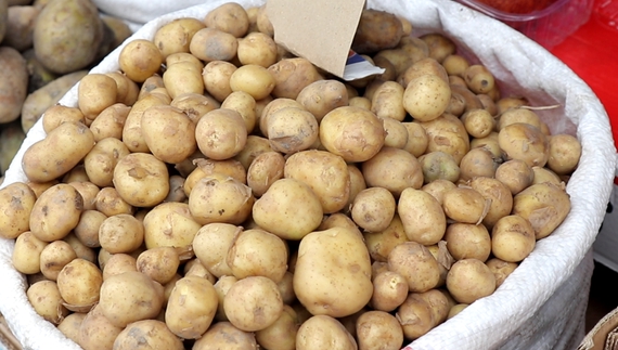 Почім молода картопля на Чернігівщині