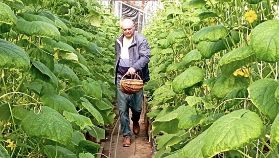 Городнянські екологічні огірки: Володимир Дрига здійнив давню мрію - вирощує у теплиці 700 кущів огірків