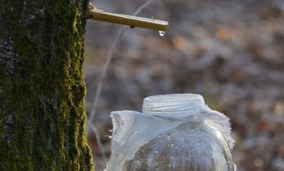 Уже потік кленовий сік, скоро буде березовий