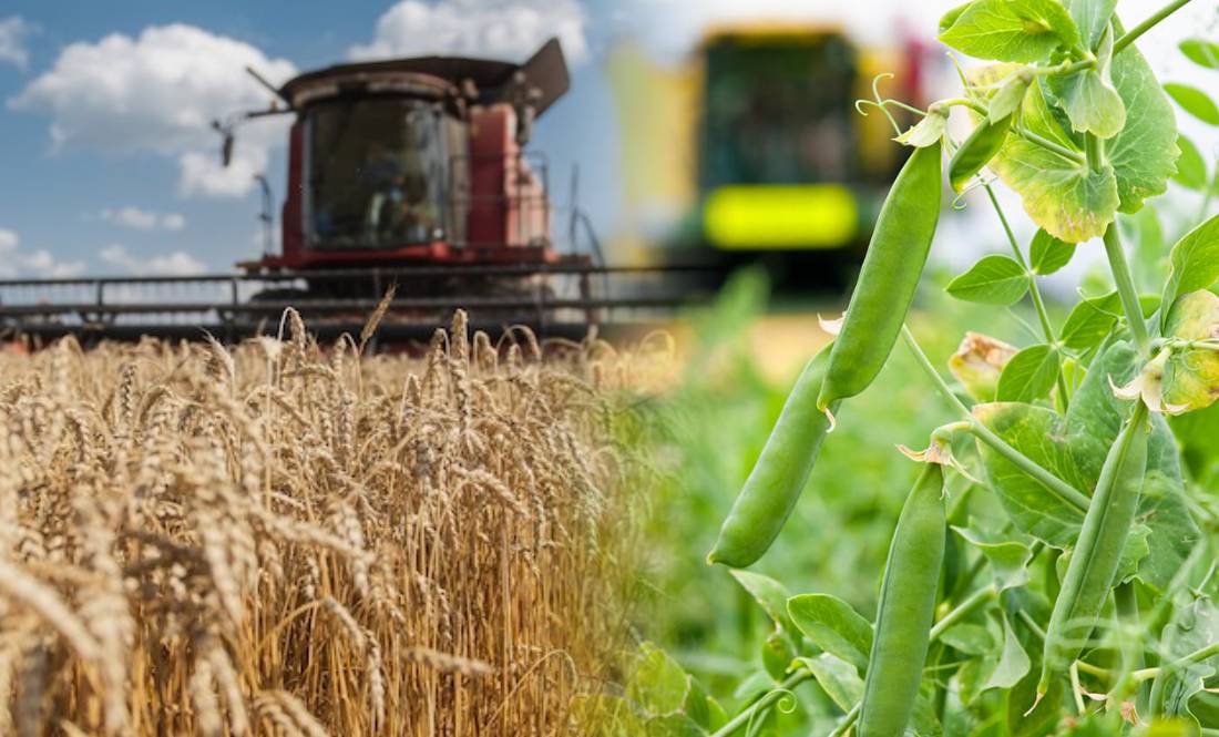 На Чернігівщині завершують збирати ранні зернові: який урожай