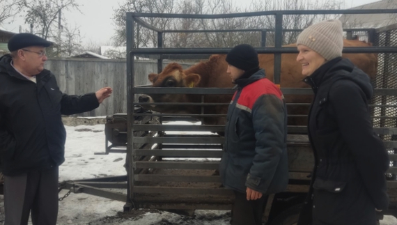 На Чернігівщині три багатодітні родини з отримали корів безкоштовно: як це працює