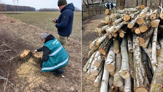 На Чернігівщині незаконно вирубують ліси. Здебільшого - березняк