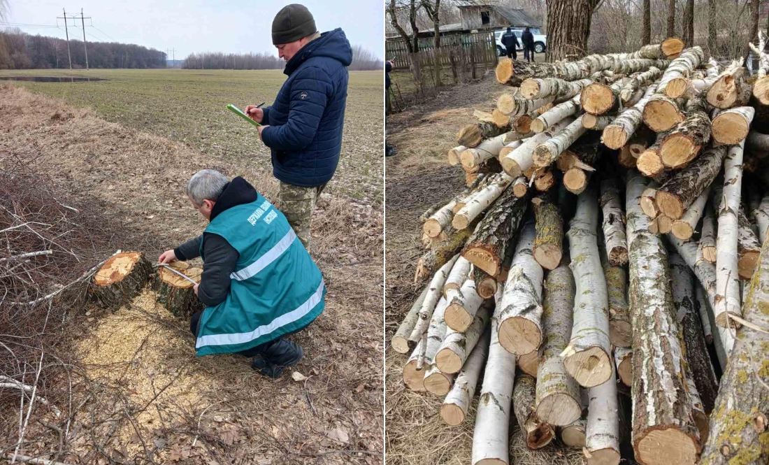 На Чернігівщині незаконно вирубують ліси. Здебільшого - березняк