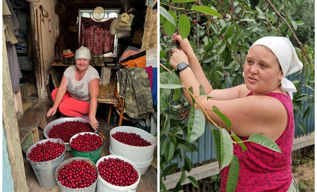 Ольга Кувшинова з урожаєм вишень, Вікторія Юскович рве вишні