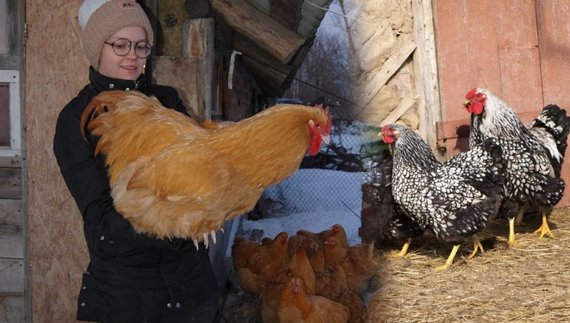 Жінка з Криму на Чернігівщині розводить породистих курей