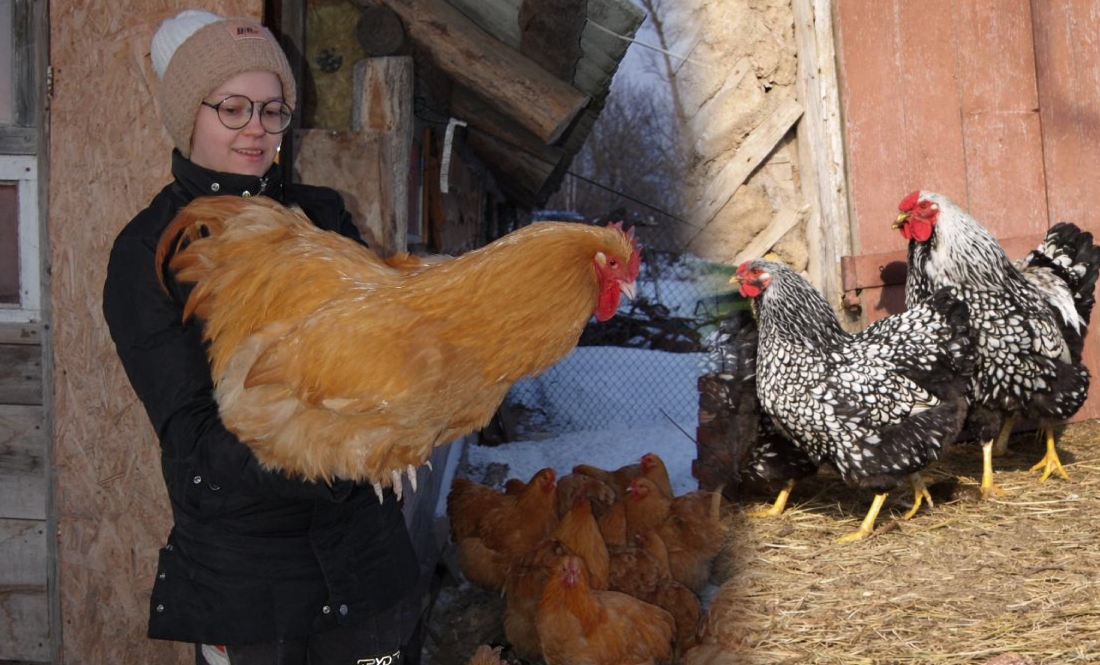 Жінка з Криму на Чернігівщині розводить породистих курей