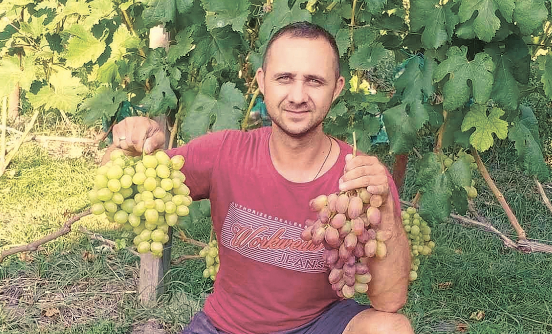 У громаді на Чернігівщині чоловік вирощує виноград: отримує по 20-25 кг з куща