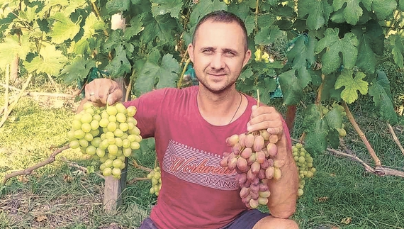 У громаді на Чернігівщині чоловік вирощує виноград: отримує по 20-25 кг з куща