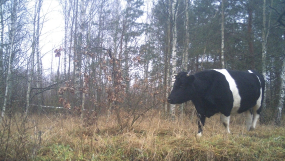 У Чорнобильському заповіднику завелося поголів‘я диких корів. Чим вони відрізняються від домашніх