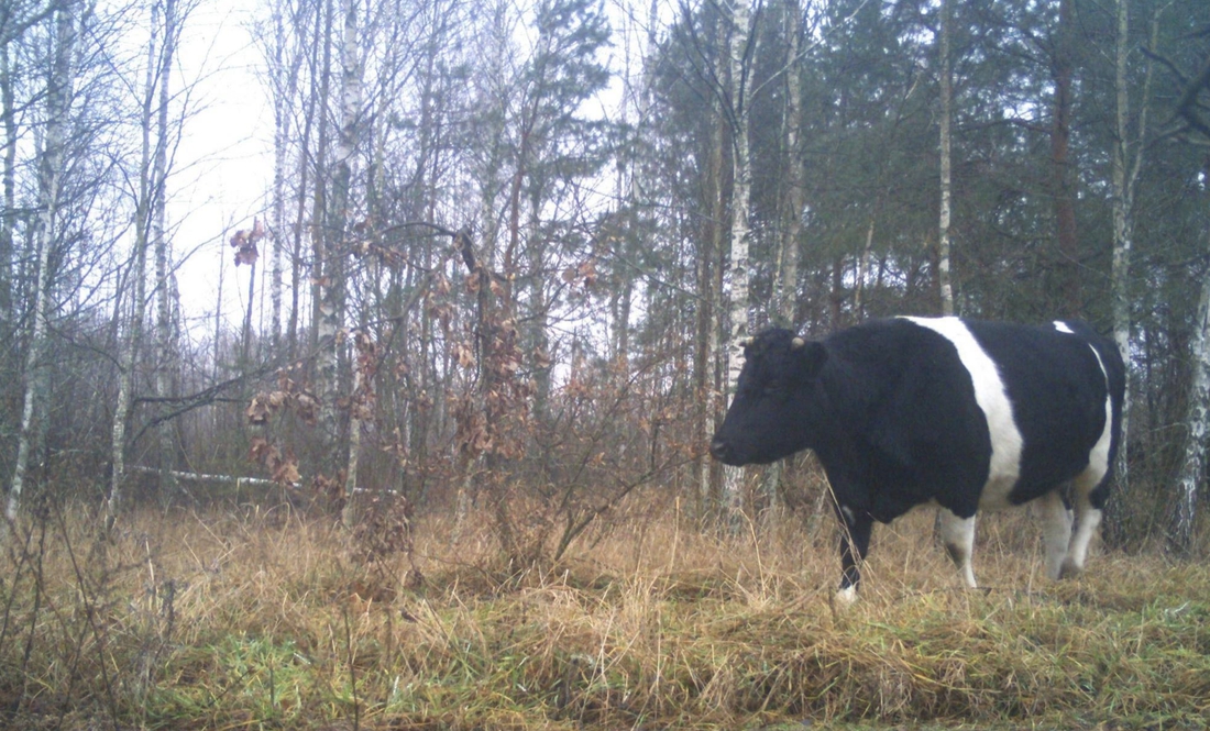 У Чорнобильському заповіднику завелося поголів‘я диких корів. Чим вони відрізняються від домашніх
