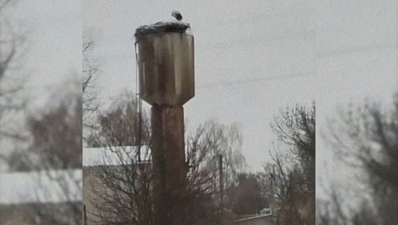 Домашній лелека з Чернігівщини став зіркою Інтернету