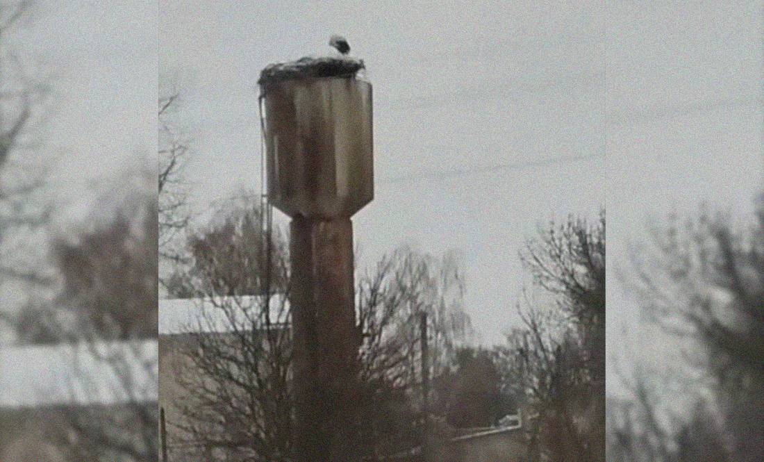 Домашній лелека з Чернігівщини став зіркою Інтернету