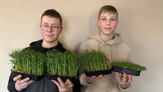 Десятикласники з Чернігівщини вирощують на продаж мікрозелень