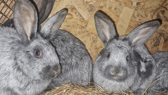 В казанку виглядає однаково: в яку ціну кролі породисті і прості