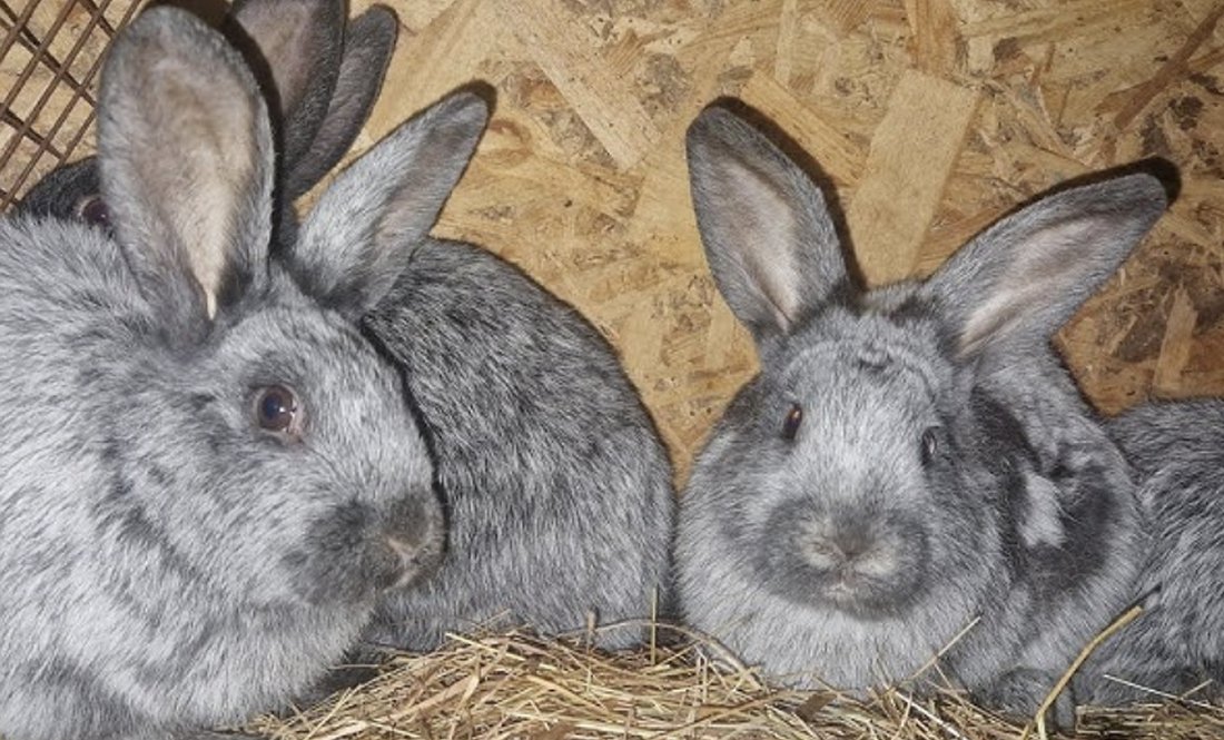 В казанку виглядає однаково: в яку ціну кролі породисті і прості