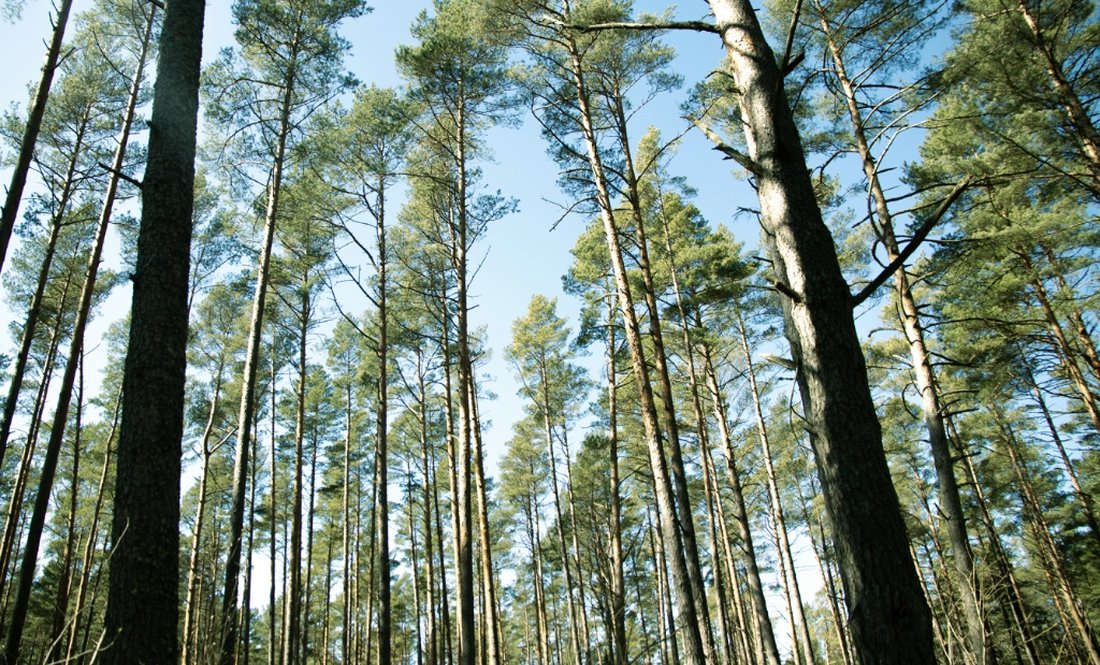 Прокуратура повертає ліс, який чиновники та депутати роздали для ведення сільського господарства