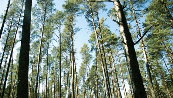 Прокуратура повертає громадам ліс, який чиновники та депутати роздали для ведення сільського господарства