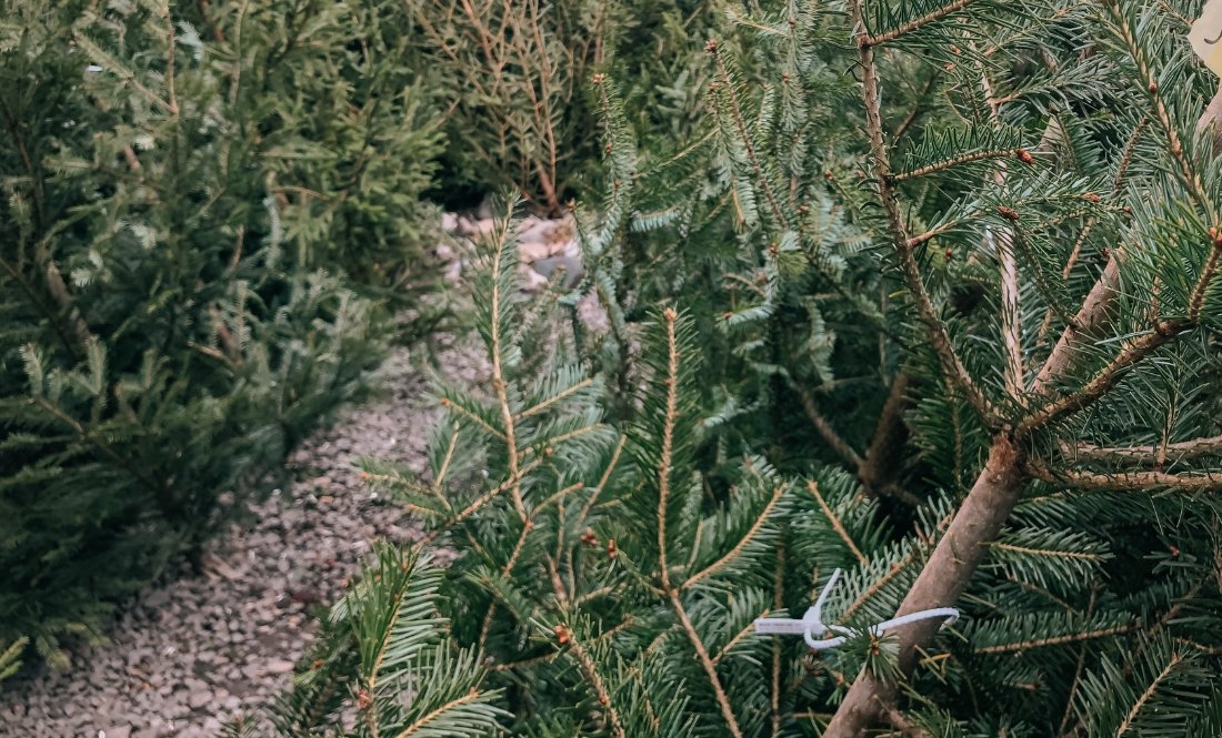 У прикордонному місті стартував продаж різдвяних ялинок та сосен