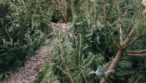 У прикордонному місті стартував продаж різдвяних ялинок та сосен