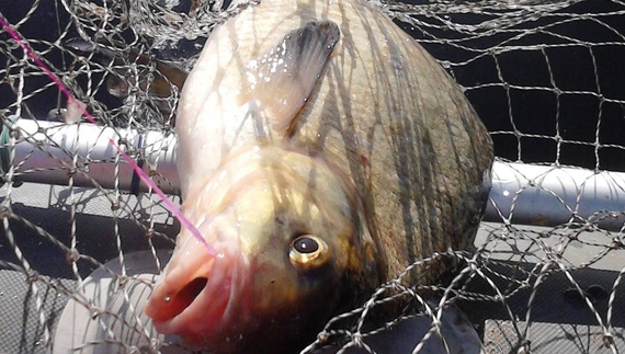 На Десні спіймали браконьєра – наловив сітками риби на майже 50 тисяч гривень