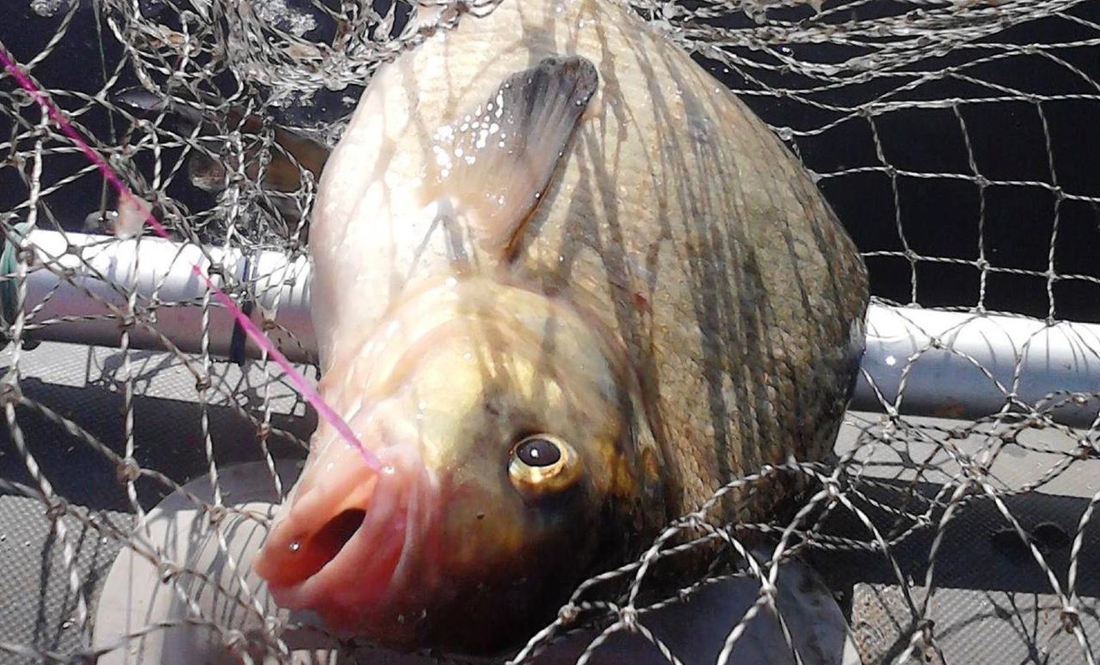 На Десні спіймали браконьєра – наловив сітками риби на майже 50 тисяч гривень