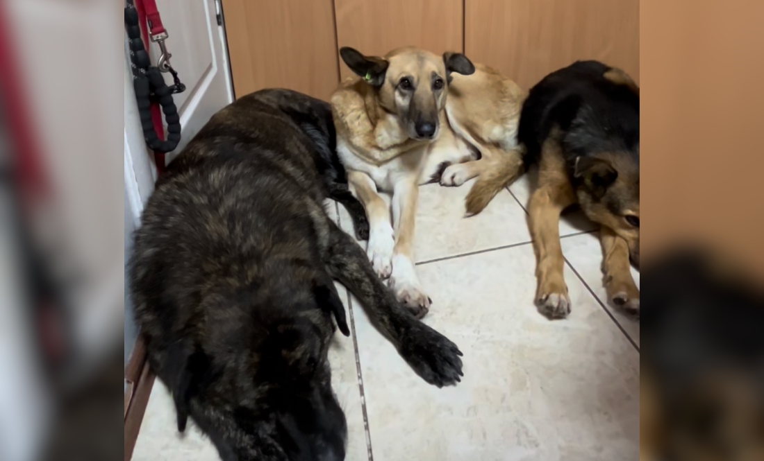 У Чернігові показали, як перелякалися тварини після прильоту ворожого дрона