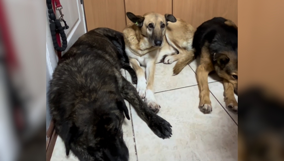 У Чернігові показали, як перелякалися тварини після прильоту ворожого дрона