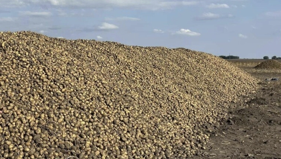 Іван Васильєв 620 кіло картоплі виміняв на мішок цукру і п’ятилітровку олії