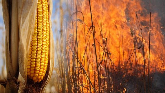 На Чернігівщині згоріли гектари кукурудзи - усе чорне, до обмолоту не годиться