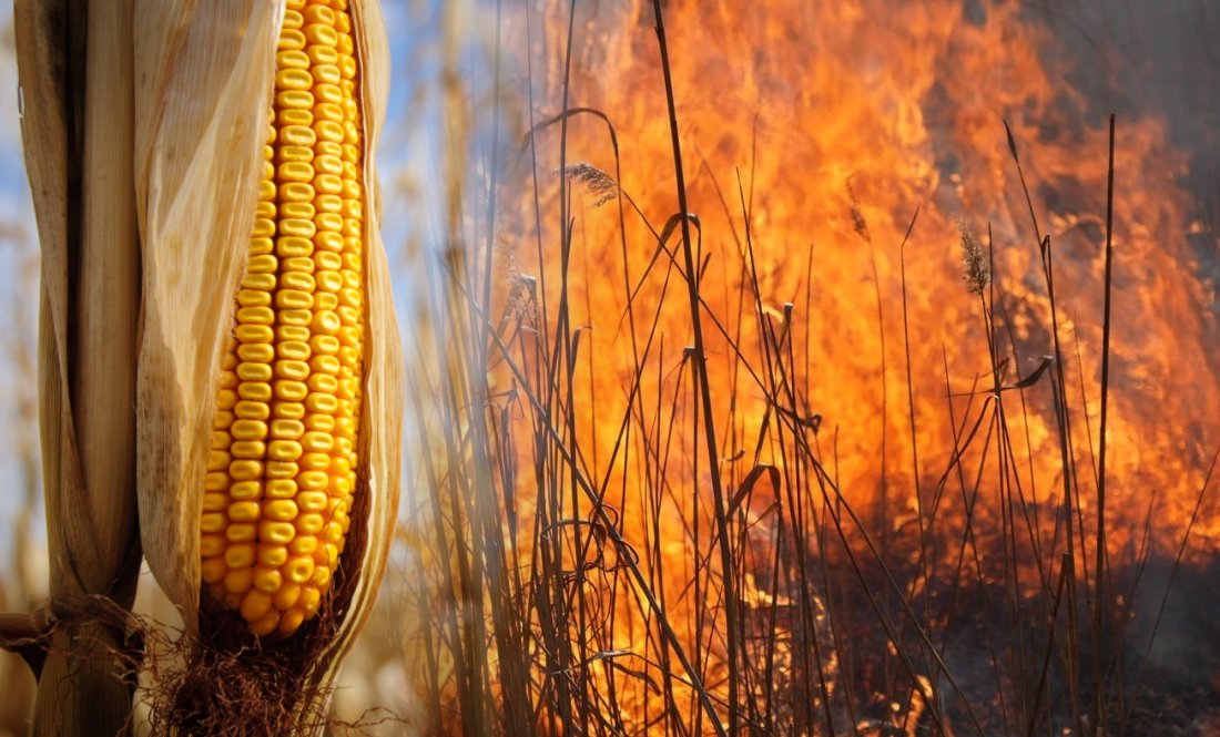 На Чернігівщині згоріли гектари кукурудзи - усе чорне, до обмолоту не годиться