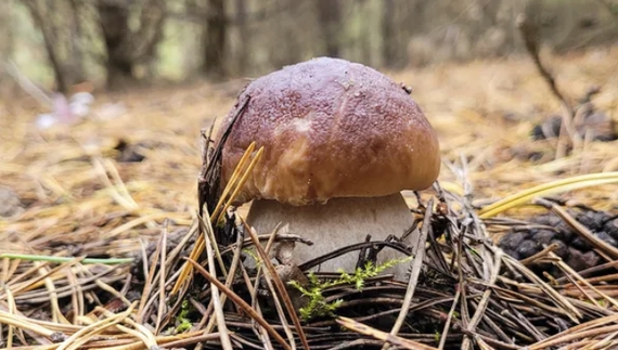 У громаді на Чернігівщині приймають за гроші мухомори