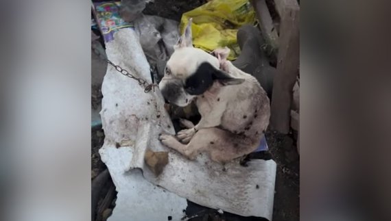 Доїдали мухи та опариші: у Носівці врятували від рук живодерки французького бульдога