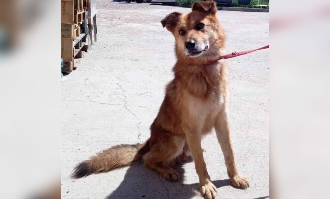 Шахед забрав життя Бруно: у Чернігові дрон убив пса