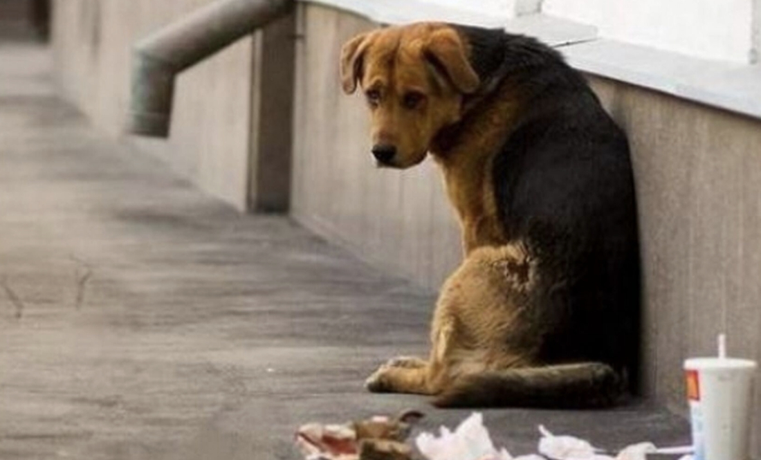 Рівненські ветеринари відловлювали безпритульних псів у громаді на Чернігівщині